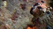 Wild Kratts Wild Kratts S02 E016 – Blowfish Blowout