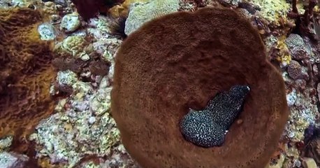 Wild Kratts Wild Kratts S02 E018 – Rocket Jaw: Rescuer of the Reef