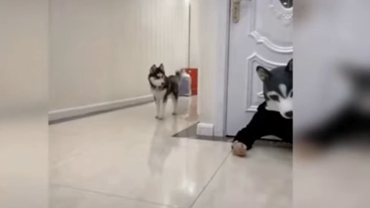 Baby Dogs ❣️ Cute Dog And Funny Video #funnyvideo #cutedog #chhotuawasthi