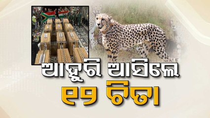 IAF plane carrying 12 cheetahs from South Africa lands in MP
