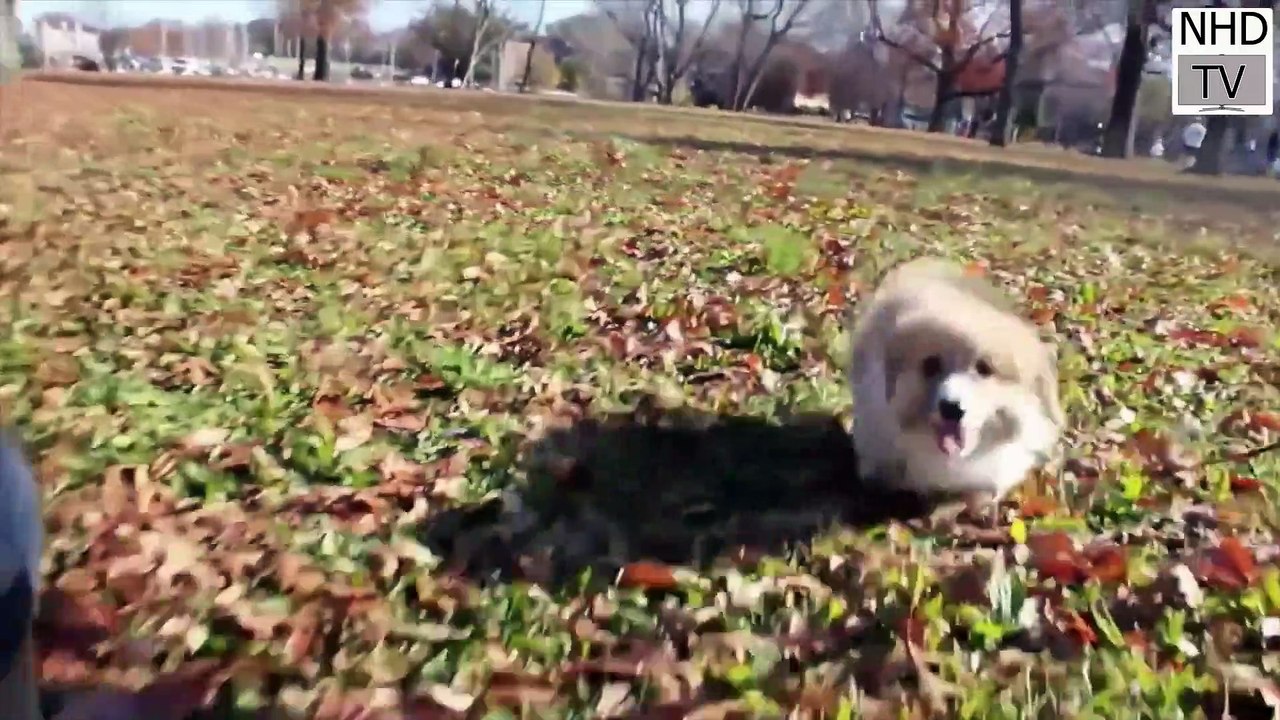 Cutest dog in the world , Cutes dogs ,  Cute dogs clips 2023