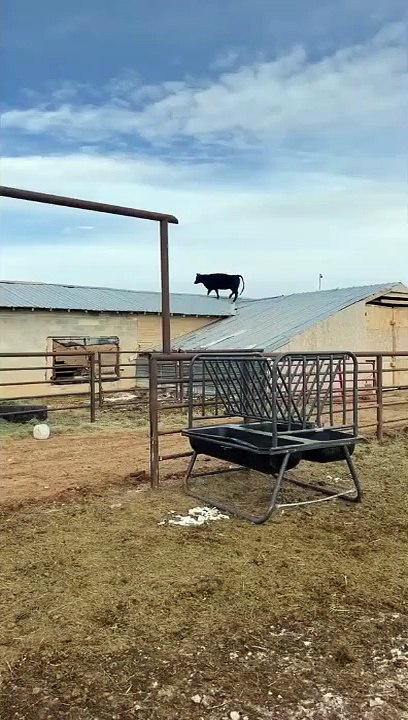 Quand tu retrouves une de tes vaches sur le toit