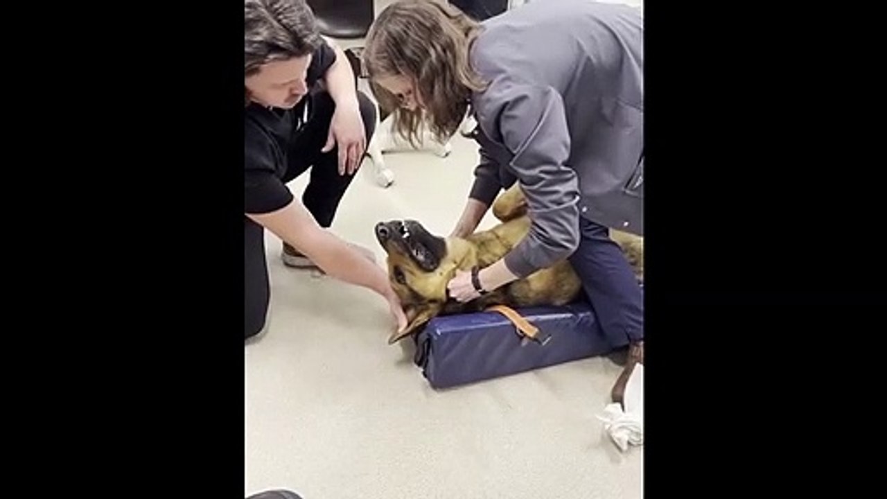 Cette vétérinaire expulse la balle avalée par un chien