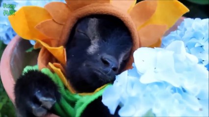 Most Funny and Cute Baby Goat  and cat Videos Compilation 2023