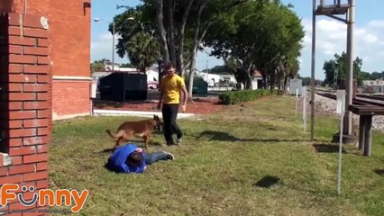 The best Protection Trained Dogs