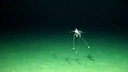 Görenleri şok eden balık