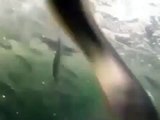 Dalgıçlar dev balinaya yem oluyordu