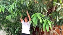 Amazing idea for growing mango in papaya really grows well 100-