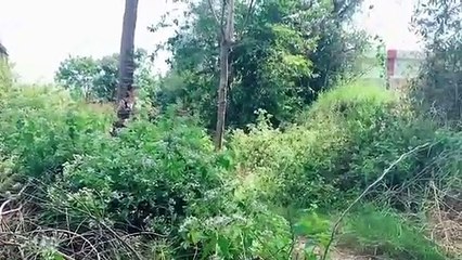 Best How to Grafting Sweetsop tree with chicken eggs and Aloe Vera