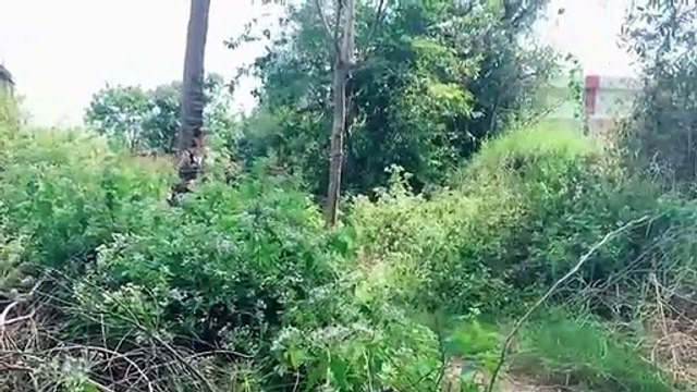 Best How to Grafting Sweetsop tree with chicken eggs and Aloe Vera