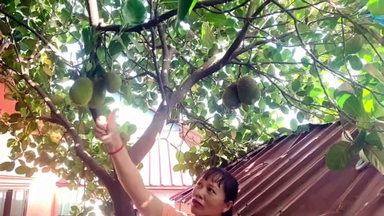 Bud grafting Jackfruit with Eggplant - banana Fruot
