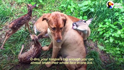 Deer Brings Her Babies To Meet Her Dog Best Friend