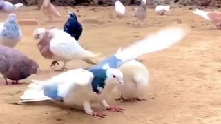'Pigeon version of moon walk': Viral video of pigeon performing backflips amazes netizens