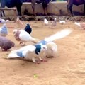 'Pigeon version of moon walk': Viral video of pigeon performing backflips amazes netizens
