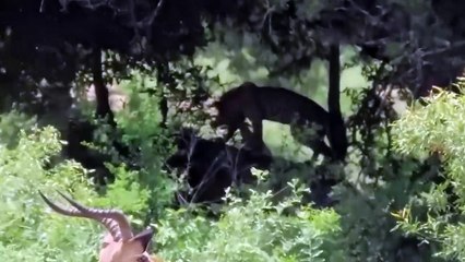 12 Lions Attack Leopard! Leopard Suffers Pain When He Was Tortured By Lions In The Battle For Prey