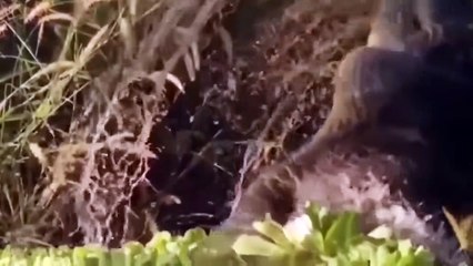 Aghast! Giant Crocodile Attacks Cow While Crossing the River Too Cruel  Wild Animals Attack