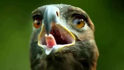 Aghast! The Eagle Suddenly Attacks Fox With Sharp Talons That Make Fox Turn His Hands In Time