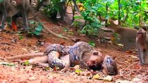 Dire! Angry Baboons Fight Madly To Save Teammates From Torture From The Mouth Of The Giant Python