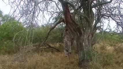 Dire! Leopard Hurts As The Violent Hyenas Attack Relentlessly To Steal Prey