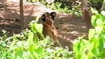 Horrified! Gaur Fierce Fights Madly And Tortures Tigers Too Wildly To Try To Save His Kind