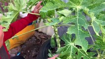 Unique skill How To Graft Papaya trees From Watermelon and Aloe Vera