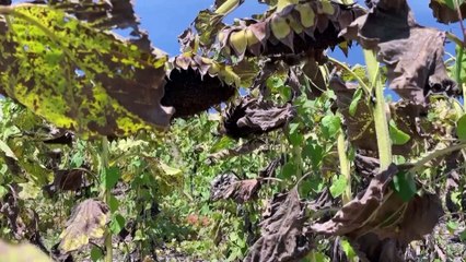 Argentina's drought pushes farmers to the brink