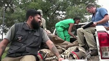 Descargar video: South African cheetahs begin journey to India