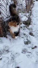 Funny animals! funny animals short video