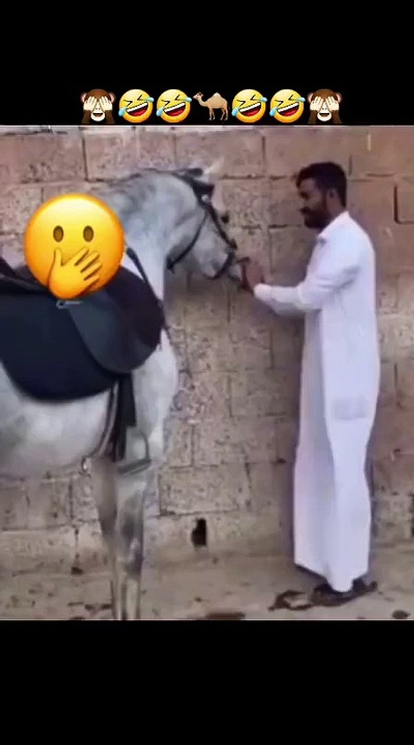 Funny animals! funny animals short video