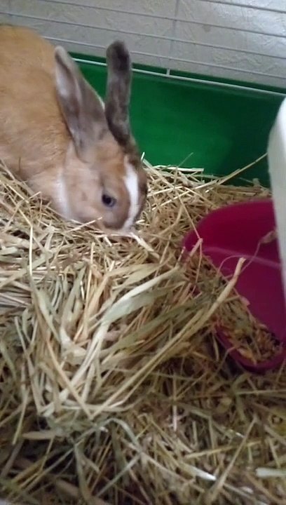 Cute animals