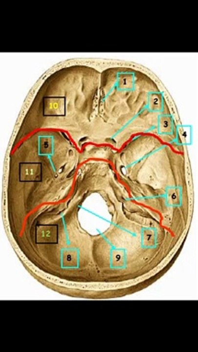 00 Agujeros base de craneo