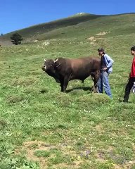 Funny animals! funny animals short video