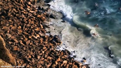 World’s Biggest Animals…