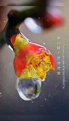 Today's Chinese Solar term -- rain water.今日是中國節氣——雨水。期盼風調雨順，國泰民安。Today's Chinese Solar term -- rain water.Look forward to good weather, peace and prosperity.