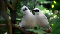 The most beautiful types of birds in the world