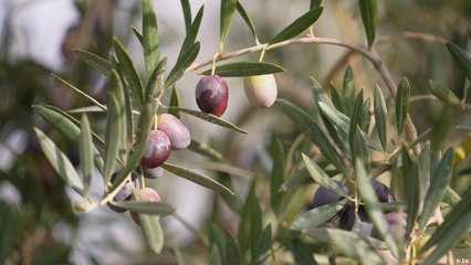 سر  أجود أنواع زيت الزيتون من اسبانيا