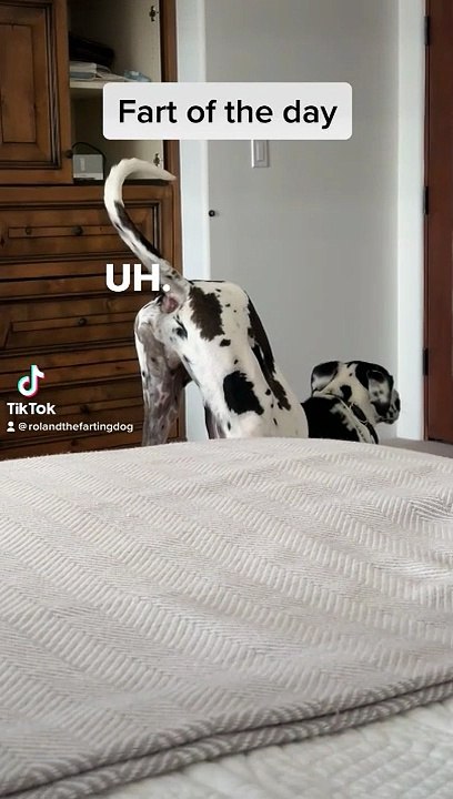 Quand ton chien n'a plus aucun respect pour toi
