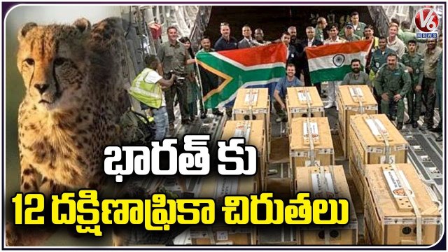 12 South African Cheetahs Released In Kuno National Park | Madhya Pradesh | V6 News