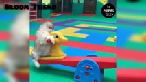 Cute baby animals Videos Compilation cutest moment of the animals - Cutest Puppies 2023