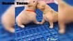 Cute Baby 2023 Animals New Videos Compilation cutest moment of the animals 2023 - Cutest Puppies