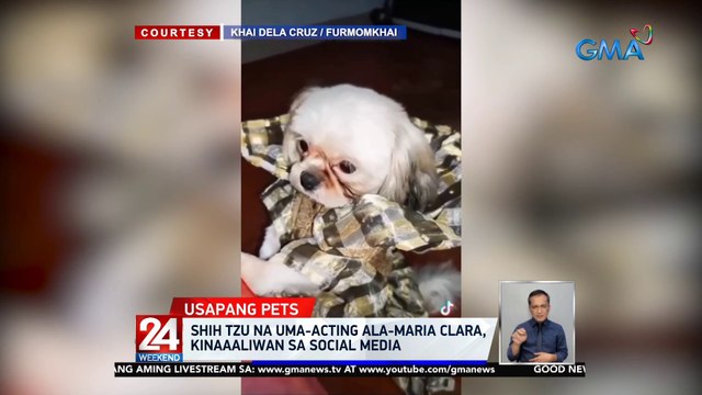 Shih tzu na uma-acting ala-Maria Clara, kinaaaliwan sa social media | 24 Oras Weekend