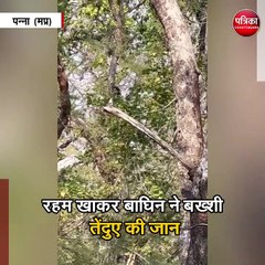 बाघिन से जान बचाने पेड़ पर चढ़ा तेंदुआ