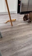 Bearded Dragon and French Bulldog Play Together