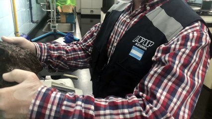 Insólito: intentaba ingresar a Argentina con un meteorito y fue descubierto por la Aduana