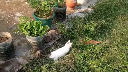 kittens playing with each others