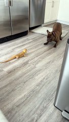 Bearded Dragon and French Bulldog Play Together