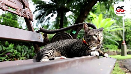 Facts About Cat - Why Cat Movie Babies In his Mouth