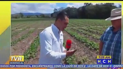 Download Video: Olanchanos ya no comerán sandía por altos costos de los insumos