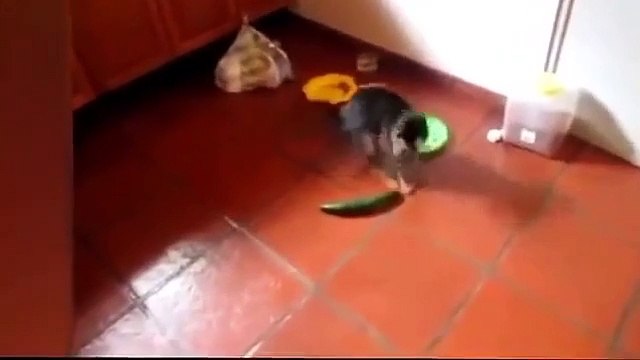 Funny videos Try not to laugh with funniest babies ever (Funny)