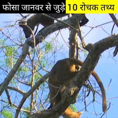 फोसा जानवर से जुड़े 10 रोचक तथ्य